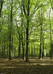 Poszter 20,5x28,4cm Tavaszi erdő