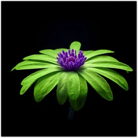 Poszterek 100x100 Lime szirmok