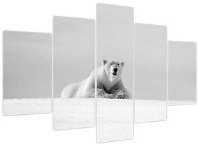 Kép - Jegesmedve, fekete-fehér (150x105 cm)
