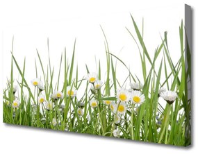 Vászonkép Grass Nature Daisies 100x50 cm