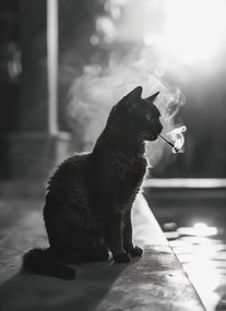 Poszter 40x55cm Macskaszünet