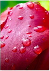 Poszterek 70x100 Tulipánok Virágok