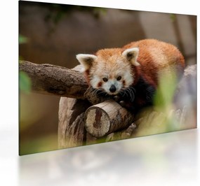 Vörös panda képe (üvegen) (70x50 cm)