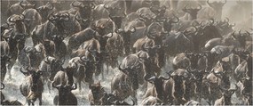 Kép - Gnúcsorda (120x50 cm)
