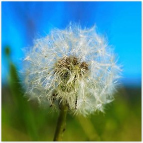 Poszterek 100x100 Pitypang Virág Virágok