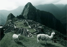 Üveg kép - Lámák a perui Machu Picchunál (70x50 cm)