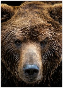 Poszterek 50x70 Medve portré