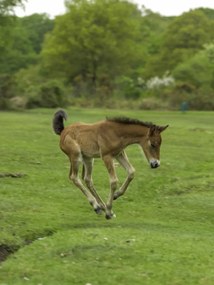 Poszter 60x80cm Csikó fut a mezőn, Assaf Frank