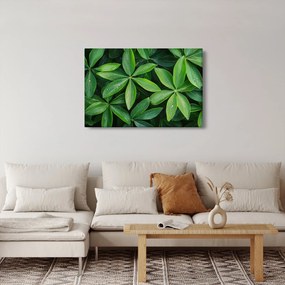 Kép - Levelek harmatcseppekkel (90x60 cm)