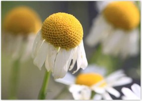 Poszterek 70x50 Kamilla