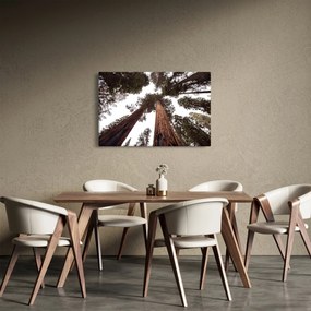 Kép - Kilátás a fák között (90x60 cm)