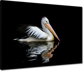 Vászonkép 80x60 Kormorán