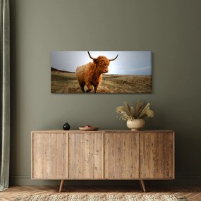 Egy skót tehén képe (120x50 cm)