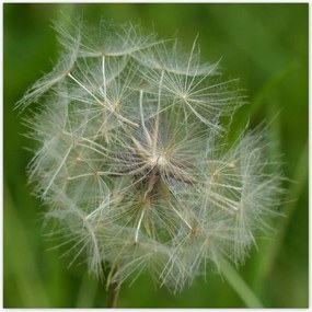 Poszterek 100x100 Pitypang Virág Virágok