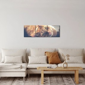 Egy kép a macskáról a padlón (órával) (90x30 cm)