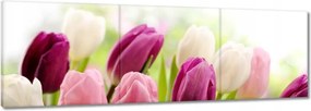 Vászonkép 150x50 Gyönyörű tulipánok