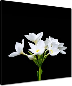 Vászonkép 50x50 Virág Frangipani plumeria