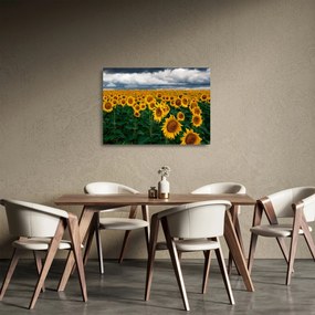 Napraforgó mező képe (üvegen) (70x50 cm)