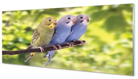 Akrilkép Színes papagáj egy ágon 100x50 cm