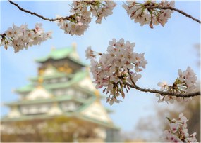 Üveg kép - Sakura (70x50 cm)