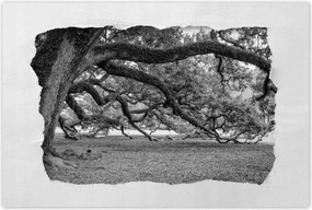 Poszterek 90x60 Erőteljes tölgyek