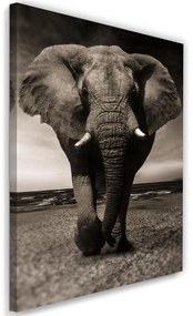 Gario Vászonkép Elefánt a szavannán Méret: 40 x 60 cm