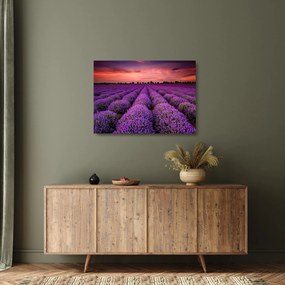 Üveg kép - Levendula mező (70x50 cm)