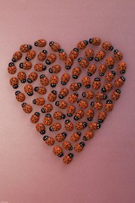 Poszter 30x45cm Szív katicabogár rózsaszín alapon, Assaf Frank