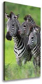 Vászonkép Három zebrák ocv-48214640