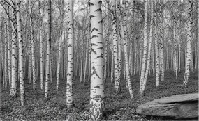 Dekoratív Fotótapéta Hálószobába Nyírerdő 416x254 Ragasztó