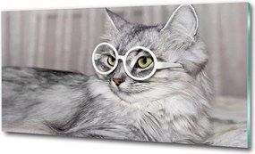 Fotótapéta üvegfalra Macska szemüveggel 125x50