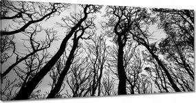 Vászonkép 120x60 Erdő Fák Kilátás alulról