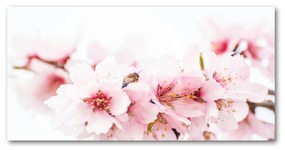 Akrilkép Cseresznye virágok oah-79943111