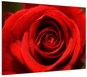 Rózsa virág részletes képe (70x50 cm)