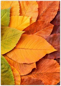 Poszterek 50x70 Őszi színes levelek Levelek az ősz színeiben