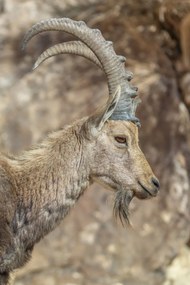 Poszter 40x60cm Nubiana Ibex 6, Assaf Frank