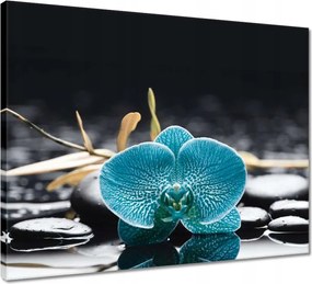 Vászonkép 50x40 Türkiz orchidea Virág