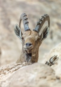 Poszter 29,7x42cm Nubiana Ibex 5, Assaf Frank