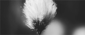 Kép - Fekete-fehér pamutfű (120x50 cm)