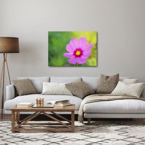 Kép - réti virág (70x50 cm)