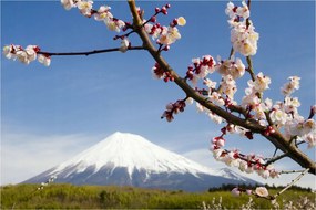 Fotótapéta Fuji Sakura Japán tavasz finom táj 254x184 +ragasztó