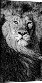 Vászonkép Szürke Oroszlán Sörény Arc Szemek 60x120 cm Ideális ajándék