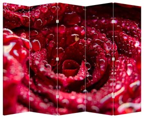 Paraván - Vörös rózsa virágzata (210x170 cm)