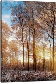 VĂĄszonkĂ©p FĂĄk TĂ©l FelkelĆ Nap 40x60 cm