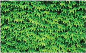 Fotótapéta levelek borostyán fotótapéta 312 x 219