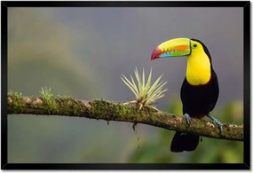 Poszterek keretben 60x40 Madarak