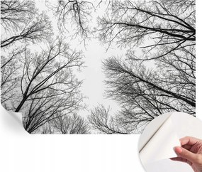 Öntapadós Dekoratív Fotótapéta Hálószobába Meztelen ágak 152x104 cm