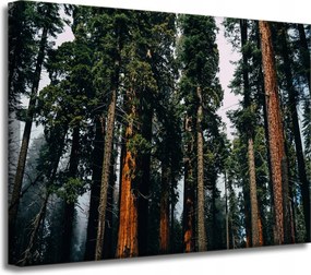 Vászonkép Természet Erdő Tűlevelű fák 40x30