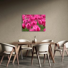 Üveg kép - Rózsaszín tulipánok (70x50 cm)