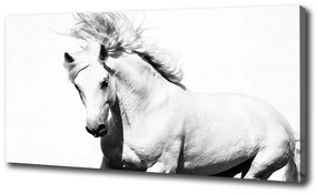 Vászonkép Fehér ló oc-14270832